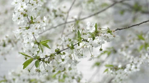 Cherry blossom growth Stock Footage 55580513