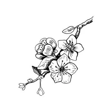 Cherry blossom. Hand drawn vector illustration in sketch style. Isolated on w Stock Illustration