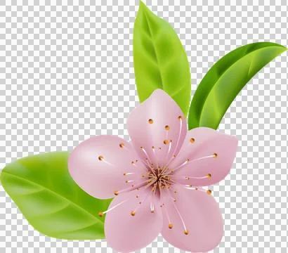 Cherry Blossom Icon image. Suitable for mobile application on transparent, .. Stock Illustration