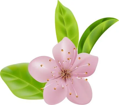 Cherry Blossom Icon image. Suitable for mobile application on transparent, .. Stock Illustration