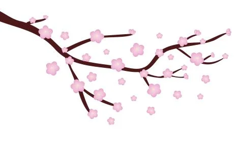 Cherry blossom Illustration