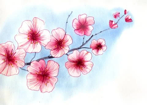 Cherry blossom Stock Illustration