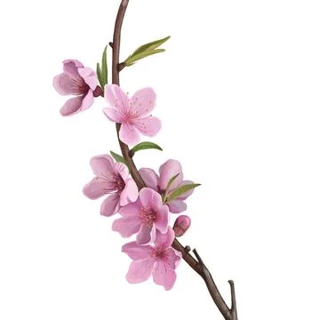 Cherry blossom Stock Illustration