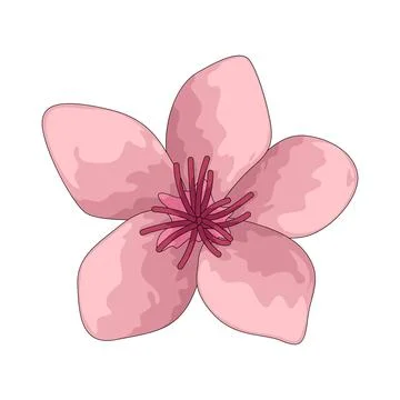 Cherry blossom illustration Stock Illustration
