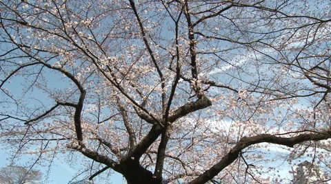 Cherry Blossom inTokyo Ueno park foliage medium shot Stock Footage