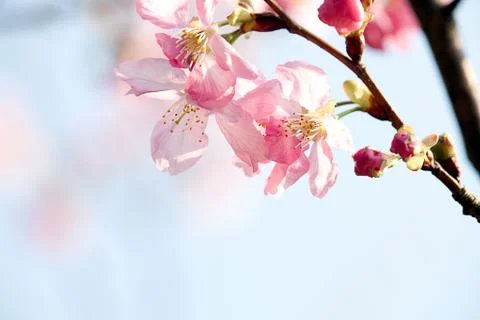 Cherry blossom isolate with sky blue color Stock Photos