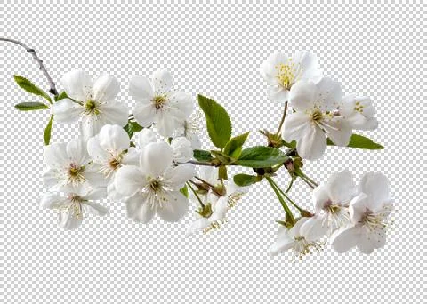 Cherry Blossom Isolated on Blue Background. White Blooming Spring Flowers. Stock Photos