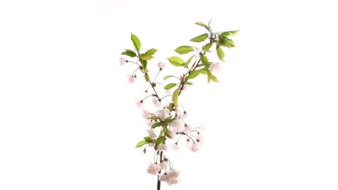 Cherry Blossom isolated on white Background - Turn around Stock Footage 189725863