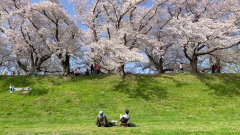 Cherry blossom in Japan. Stock Footage 151392833