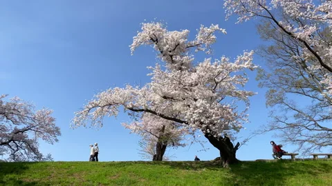 Cherry blossom in Japan. Stock Footage 151395767