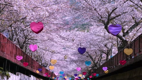 Cherry blossom at Jinhae, Spring scenery in Jinhae ,South Korea. Vídeos de archivo 232007651