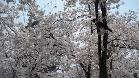 Cherry blossom Joetsu park stroll Stock Footage 128303468