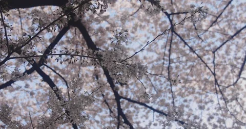 Cherry blossom at Kanda river 4K middle shot Stock Footage 87986146