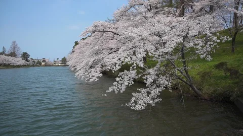 Cherry blossom on the lake Stock Footage 128303859