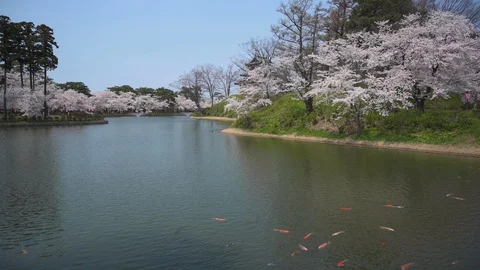 Cherry blossom on the lake Stock Footage 128304006