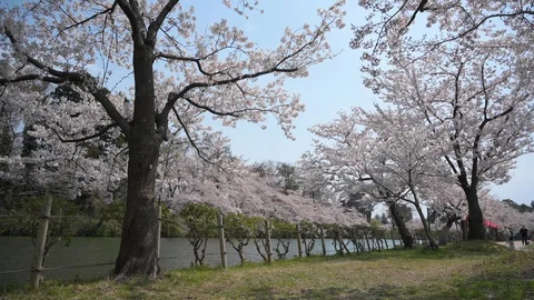 Cherry blossom on the lake Stock Footage 128304399