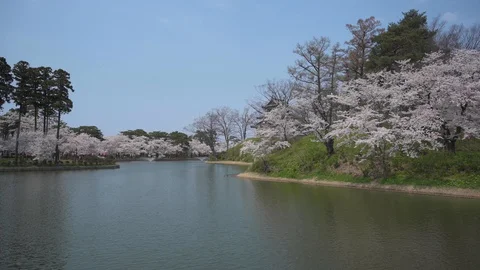 Cherry blossom on the lake Stock Footage 128304710