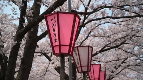 Cherry blossom lanterns Stock Footage 128303215