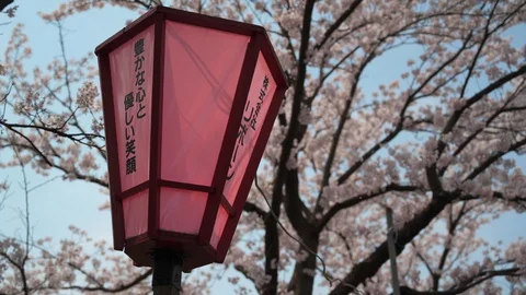 Cherry blossom lanterns in Japan Stock Footage 128303904