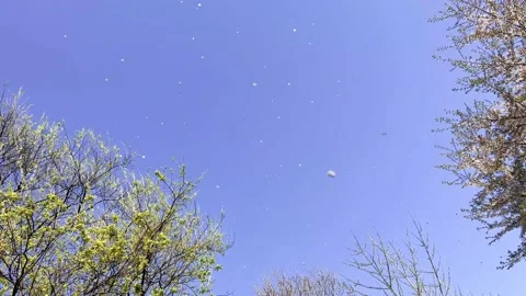 Cherry Blossom Leaves Falling in the Spring Wind Stock Footage 181347245