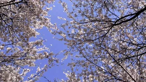 Cherry Blossom Leaves Falling in the Spring Wind Stock Footage 181347308