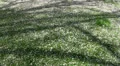 Cherry Blossom leaves on grass ground HD Footage