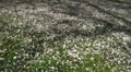 Cherry Blossom leaves on grass ground HD Footage