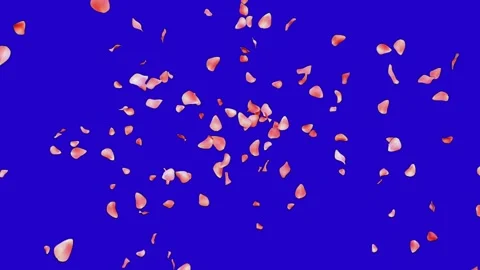 Cherry blossom leaves Splash effects on chroma key blue background stock vid Vidéo 277447042