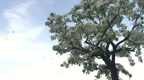 Cherry Blossom Leaves in the wind Stock Footage 61866707