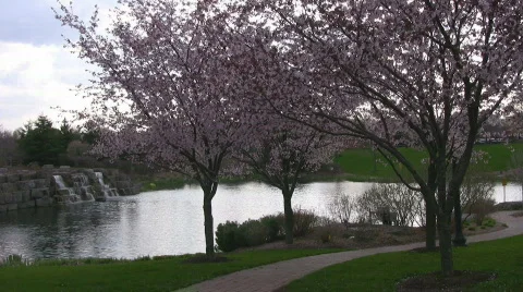 Cherry Blossom lined path and waterfall Stock Footage 397939