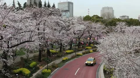Cherry blossom lined road in Tokyo Stock Footage