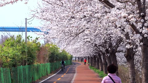 Cherry blossom-lined walking and cycling path in Ulsan 動画素材 306200347