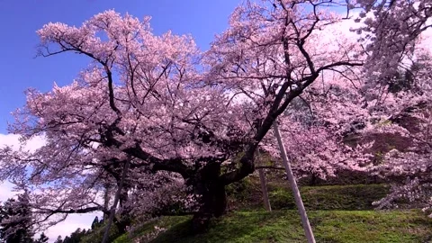 The Cherry Blossom of the Lord Video stock 332200575
