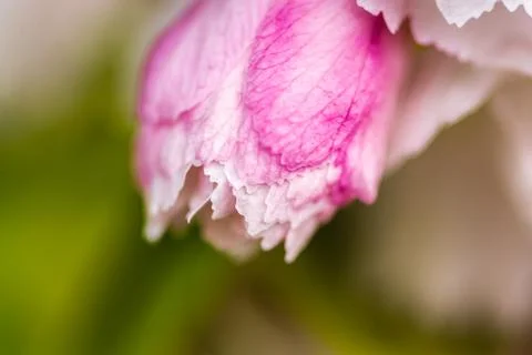 Cherry Blossom Macro Foto stock