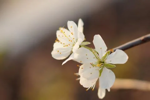Cherry blossom macro Photos