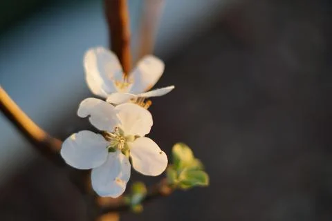Cherry blossom macro Photos