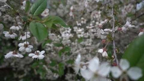Cherry blossom in may Stock Footage 107600611