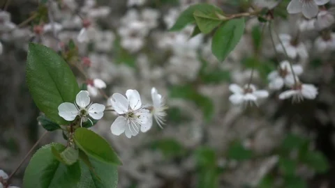 Cherry blossom in may Video stock 107600678