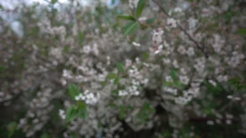 Cherry blossom in may Stock Footage 107600723