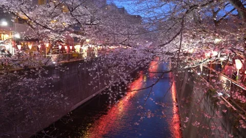 Cherry blossom on Meguro River in spring in Tokyo at night, illuminated sakura Stock Footage 236739474