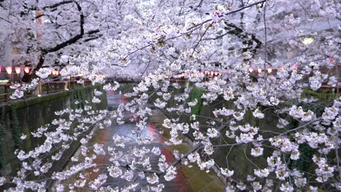 Cherry blossom on Meguro River in spring in Tokyo, illuminated sakura in bloom Stock Footage 236757668