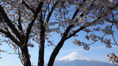 Cherry blossom, mt fuji, sky Stock Footage 47345552