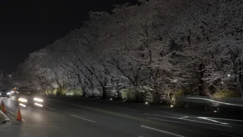 Cherry Blossom Night Time lapse with Fast Moving Traffic Video stock 237209896