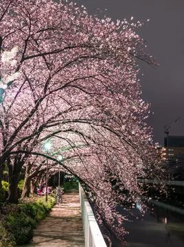 Cherry blossom Night View Stock Photos