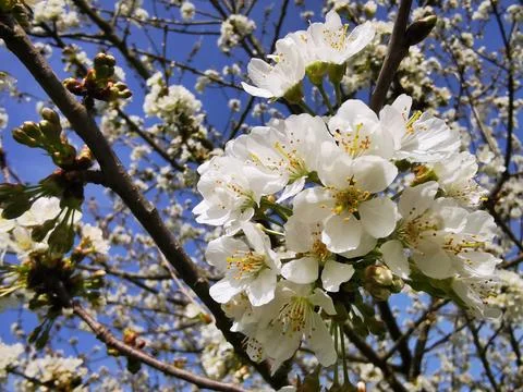 Cherry blossom - The old cherry tree is in full bloom Stock Photos