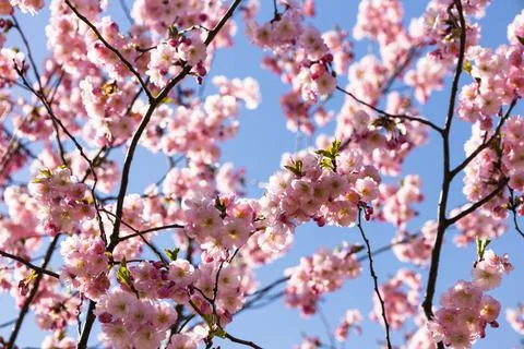 Cherry blossom or sakura in springtime over blue sky Stock-Fotos