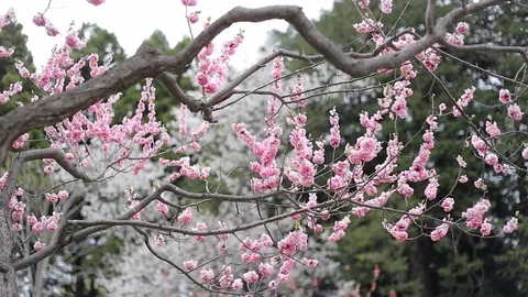 Cherry Blossom or Sakura Tree in Park Stock Footage 128679577