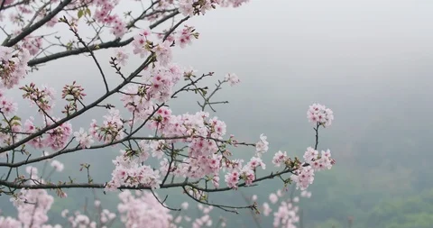 Cherry Blossom or Sakura in the wind Stock Footage 90519040