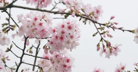 Cherry Blossom or Sakura in the wind Stock Footage 90519371