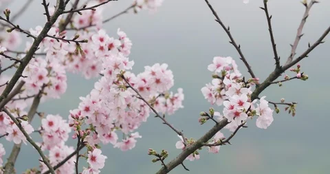 Cherry Blossom or Sakura in the wind Stock Footage 90519650